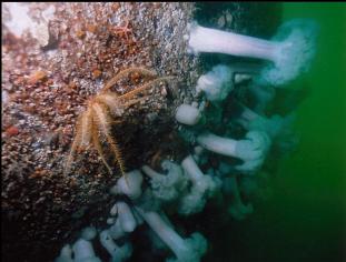 FEATHER STAR AND PLUMOSE ANEMONES ON WALL