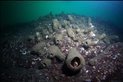 quillback rockfish in boot sponge