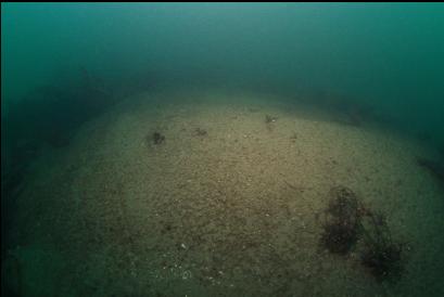 silt-covered reef