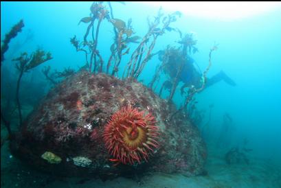 fish-eating anemone on boulder