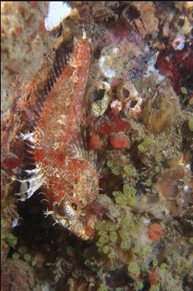 sculpin