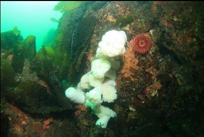 anemones on tip of islet reef