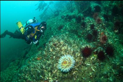 fish-eating anemone and burrowing cucumbers