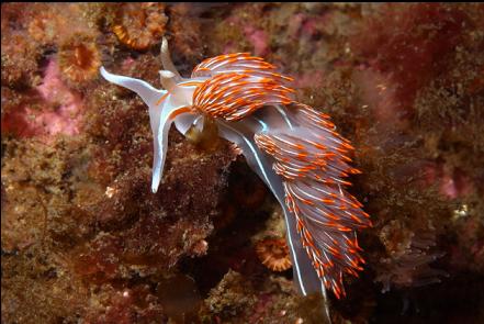 opalescent nudibranch