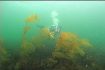 macrocystis kelp