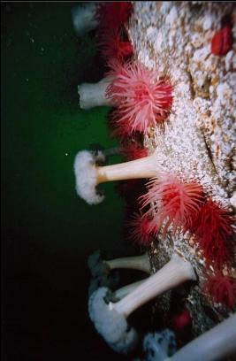 CRIMSON AND PLUMOSE ANEMONES