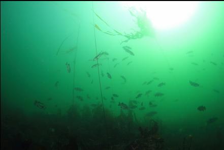 near the beginning of the boulder reef