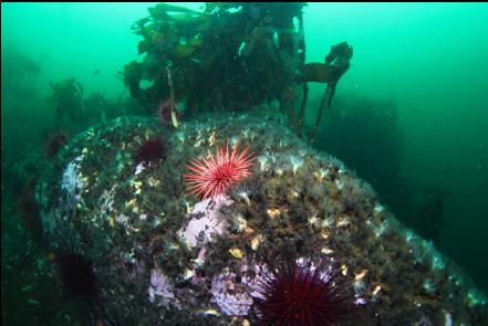 urchins and burrowing cucumbers