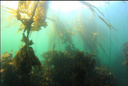 bull kelp