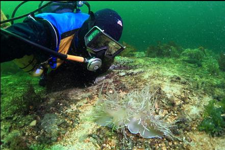 giant nudibranchs