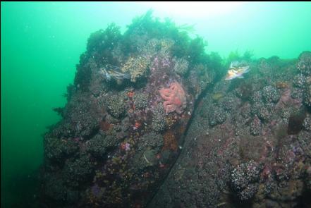 copper rockfish and cemented tube worm clusters