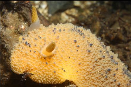 nudibranch