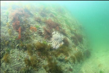 sunflower star on the wall in the bay