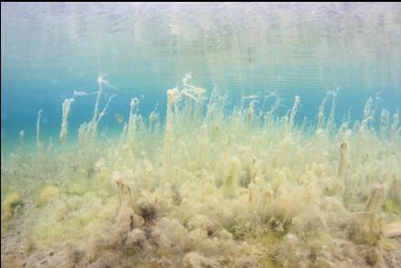 plants and algae near the beach