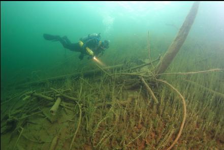 slope of plants and logs