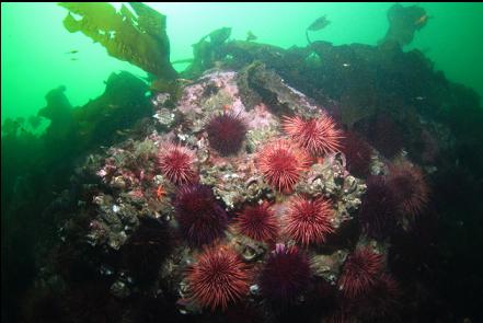 urchins and giant barnacles