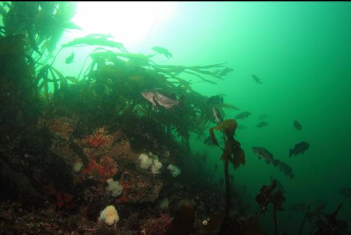 the top of the sewer pipe reef