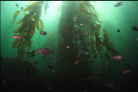 rockfish in kelp