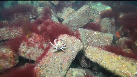 crab on bricks