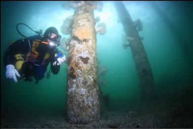 anemones on pilings