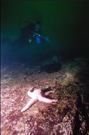 SEA STAR ON REEF