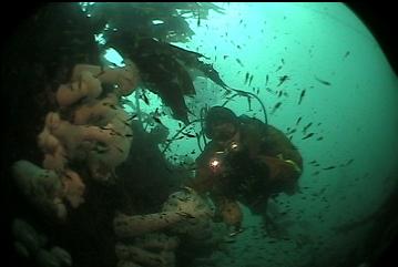 PLUMOSE ANEMONES AND SHRIMP