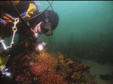 PAINTED ANEMONES