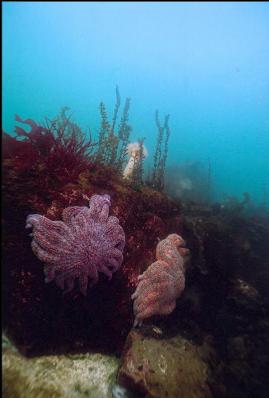 SEA STARS AND ANEMONE