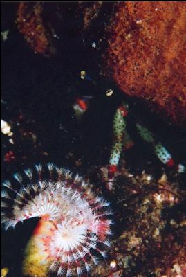 HERMIT CRAB AND TUBE WORM