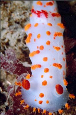 CLOWN NUDIBRANCH