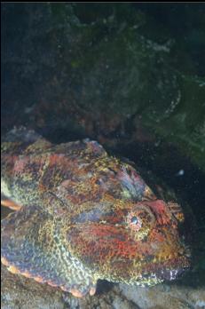 BUFFALO SCULPIN