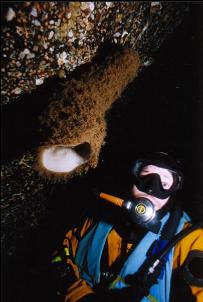 DIVER AND BOOT SPONGE