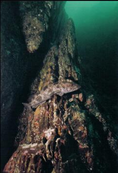 LINGCOD ON WALL