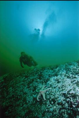 DIVER AND SEA STAR ON REEF