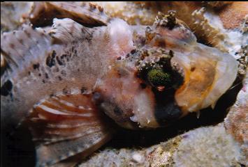 SAILFIN SCULPIN