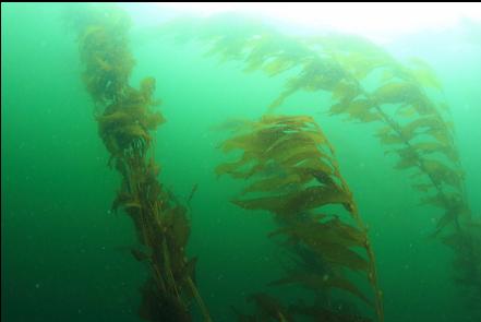 kelp