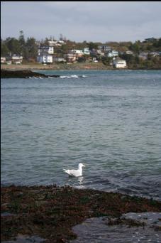 MCNEILL BAY