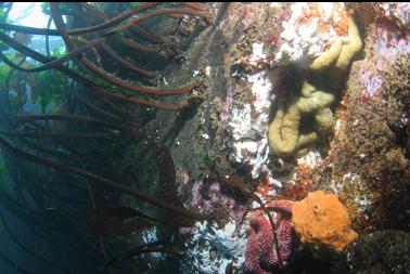 seastars and yellow sponge next to stalked kelp