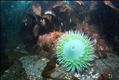 giant green anemone