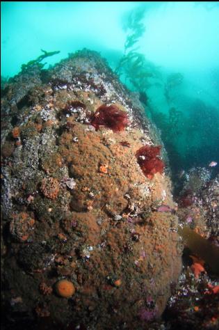 strawberry anemones