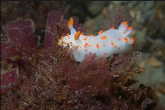 CLOWN NUDIBRANCH ON RED SEAWEED