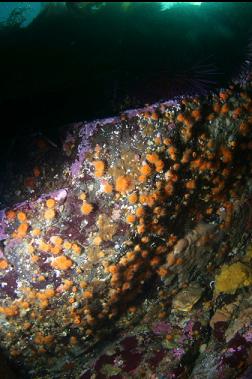 cup corals near surface