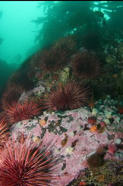 urchins and brooding anemones