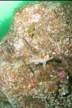 rockfish on shallow wall