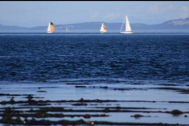 kelp and sailboats off Chain Islets