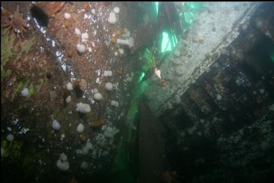 between hull on right and fallen over superstructure on left
