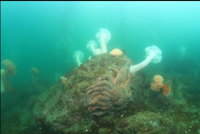 sunflower star and anemones on shallow reefs