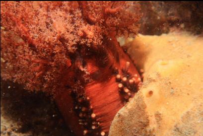 orange burrowing cucumber and yellow sponge