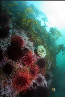 urchins and fish-eating anemone