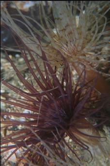 TUBE-DWELLING ANEMONES